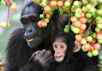 photo of adult female chimpanzee and infant eating fruit