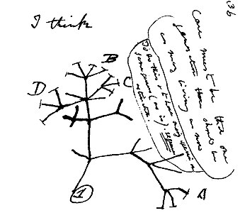 drawing of phylogenetic tree by Charles Darwin