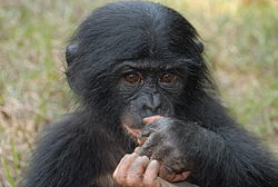 photo of a young bonobo with hands by its mouth