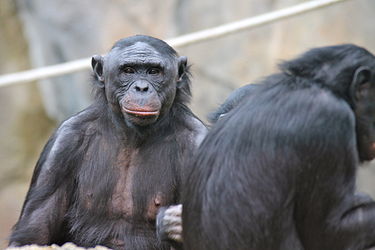 photo of two bonobos; one facing the camera and one with its back to the camera