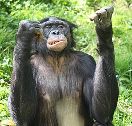 photo of a bonobo with fists raised and a grimace on its face