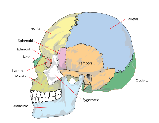 side view diagram of human skull identfying the bones: parietal, frontal, sphenoid, ethmoid, nasal, lacrimal, maxilla, mandible, zygomatic, temporal, occipital
