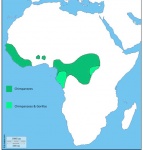 map of Africa showing distribution of chimpanzees and gorillas