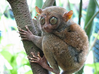 photo of a tarsier clinging to a tree branch