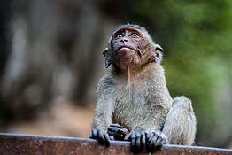 photo of a macaque looking up