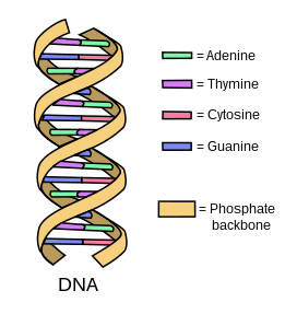 graphic of DNA structure