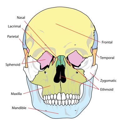 front view of skull with bones identified: nasal, lacrimal, parietal, sphenoid, maxilla, mandible, ethmoid, zygomatic, temporal, frontal