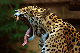 Jaguar yawning