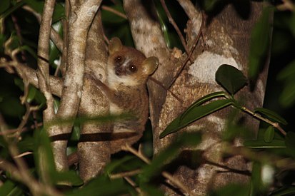 Photo of Gray mouse lemur (Microcebus murinus)