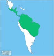 map showing distribution of New World monkeys in South and Central America