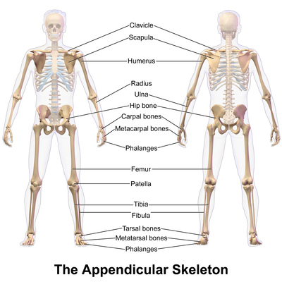 diagram of appendicular skeleton