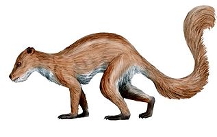 drawing proposing what Plesiadapiformes looked like (squirrel-like)