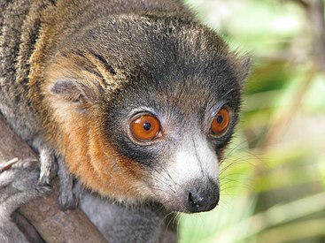 photo of the face of a male True lemur (Eulemur mongoz)