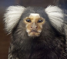 photograph of the face of a white-eared marmoset