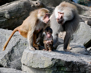 photo of male, female, and infant Hamadryas baboons perched on rocks