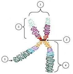 diagram of a chromosome