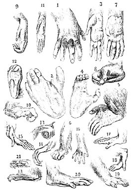 pencil drawing of non-human primate hands and feet