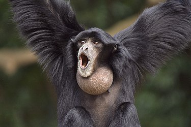 photo of siamang with throat sac full of air, hanging from a branch