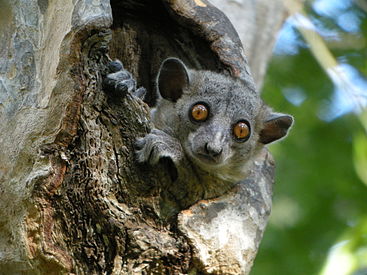 photo of a Red-tailed Sportive Lemur (Lepilemur ruficaudatus) sitting in a hole in a tree