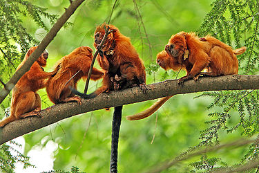 five golden lion tamarins sitting on a tree branch