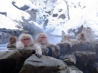 eight Japanese macaques keeping warm in hot springs surrounded by snow-covered boulders