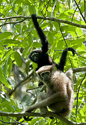 photo of male and female hoolock gibbons in a tree