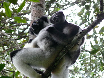 photo of an indri (Indri indri) mother and infant sitting in the crook of a tree
