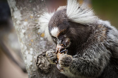 common marmoset sitting in a tree eating a cockroach