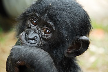 photo of young bonobo looking into the camera with its hand over its mouth