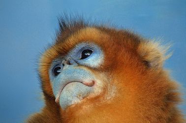 photo of the face of a golden snub-nosed monkey