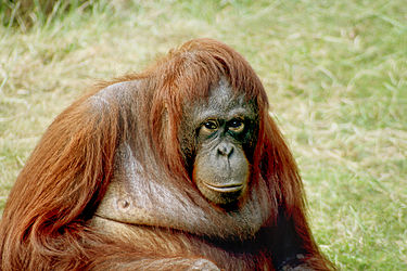 photo of a female Bornean orangutan sitting in a field of grass
