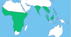 Map showing distribution of lorises, pottos, and galagos: sub-Saharan Africe, Indian subcontinent, Southeast Asia, and Indonesian islands