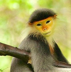 photo of a red-shanked douc langur sitting in a tree
