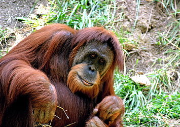 photo of Sumatran orangutan reclining on the ground