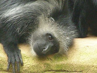 photo: head and shoulders of a king colobus monkey laying on a stone
