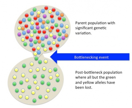 illustration of bottleneck effect