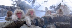 Japanese macques sitting in a hot spring