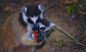 Ring-tailed lemur mother and infant sharing a fruit
