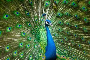 photo of male peacock displaying his tail feathers