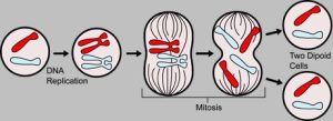 major events of mitosis