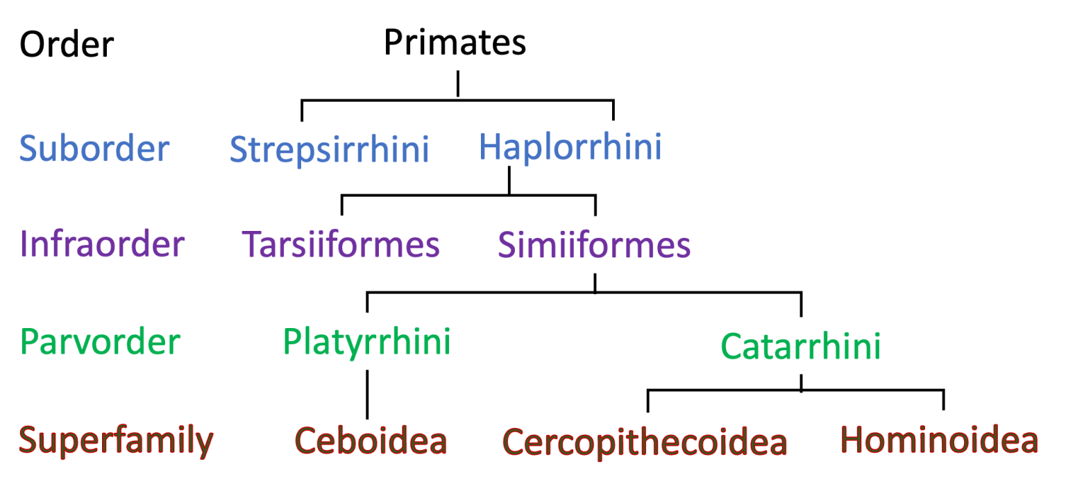 Modern Primate Taxonomy – Biological Anthropology: A Brief Introduction