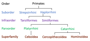 Haplorrhini classification