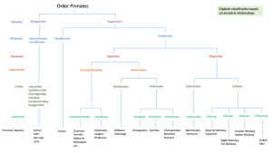 the taxonomic hierarchy diagram