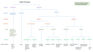 cladistic diagram of primates