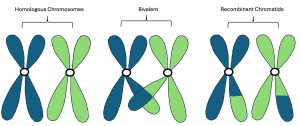 illustration of recombination or crossing over