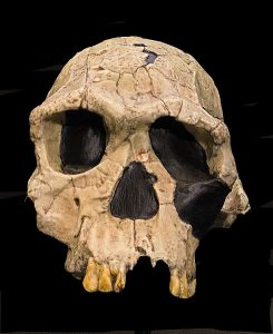 photo of reconstructed Homo habilis cranium