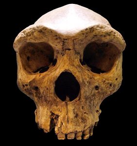 photo of reconstructed Homo heidelbergensis cranium