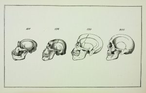 drawing of 4 skulls showing morphological change over time
