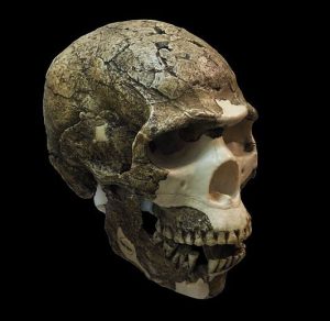 photo of reconstructed Homo neanderthalensis cranium