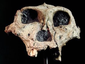 photo of reconstructed Paranthropus robustus cranimum